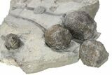 Multiple Silurian Cystoid (Caryocrinites) Fossils - New York #270012-3